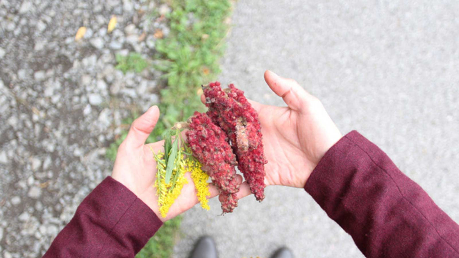 Urban foraging by bicycle plants montreal